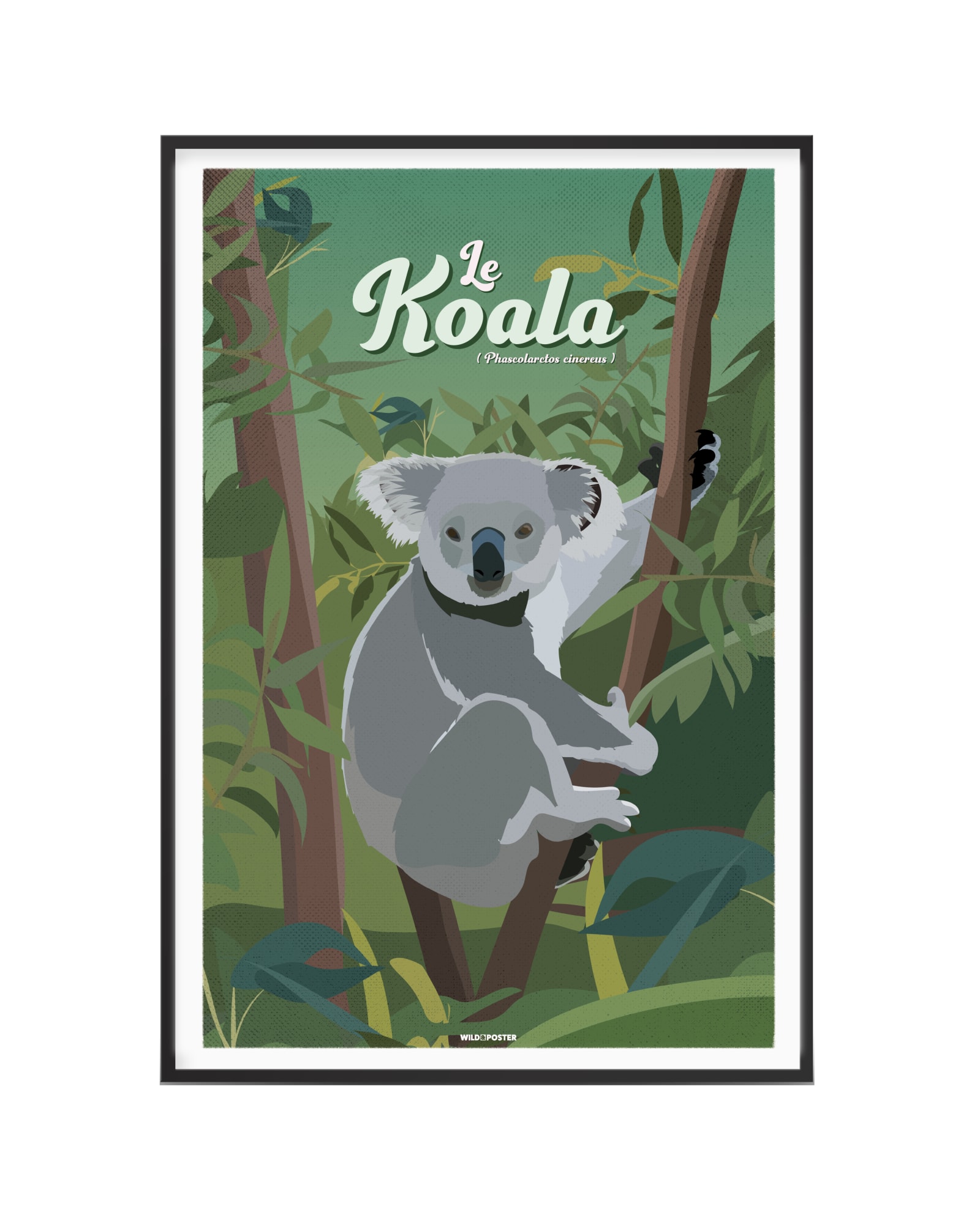 Affiche Koala 40 x 60 cm