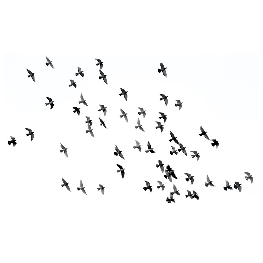 Tableau - Volée D'oiseaux noirs comme pensées exilées 50x80cm