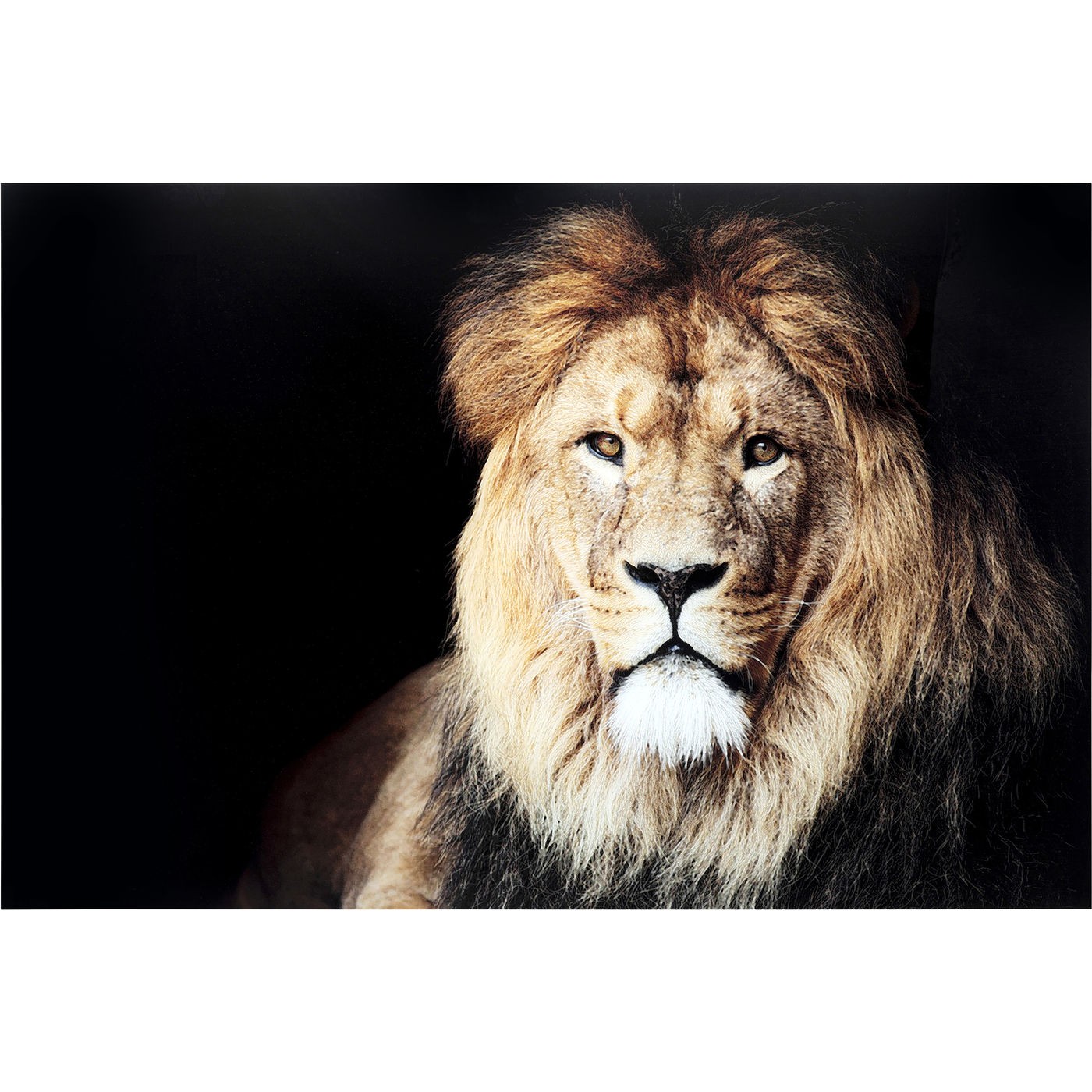 Tableau portrait lion sur fond noir en verre 150x100