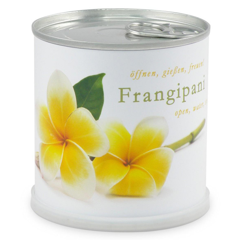 Frangipanier à faire pousser en boite