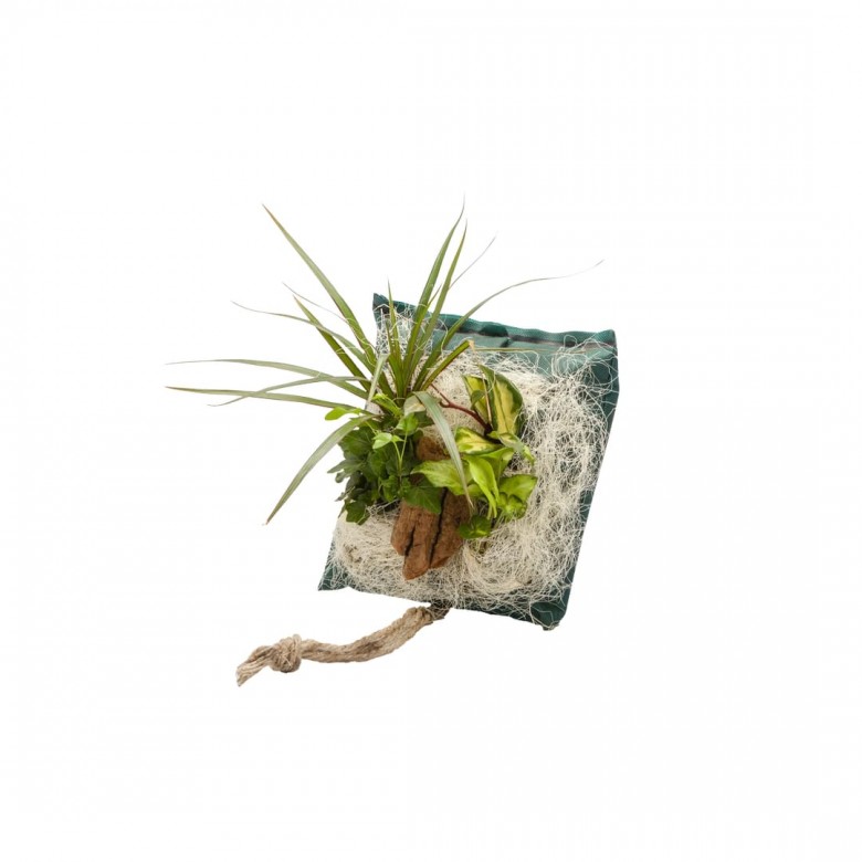 Poche recharge plantes vivantes pour cadre végétal Wallflower 31 x 31