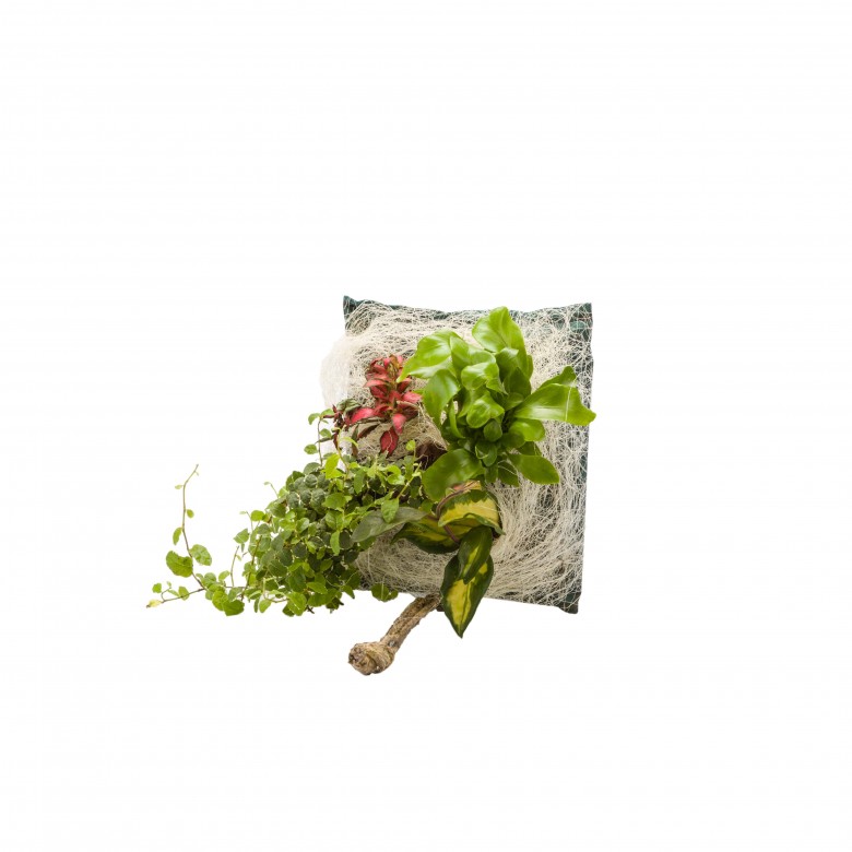 Poche recharge plantes vivantes pour cadre végétal wallflower 31 x 31
