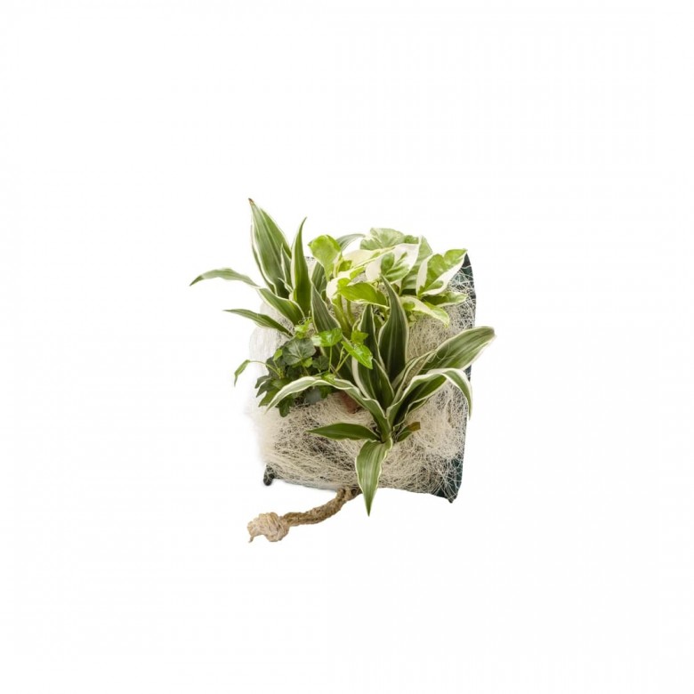 Poche recharge plantes vivantes pour cadre végétal wallflower 31 x 31