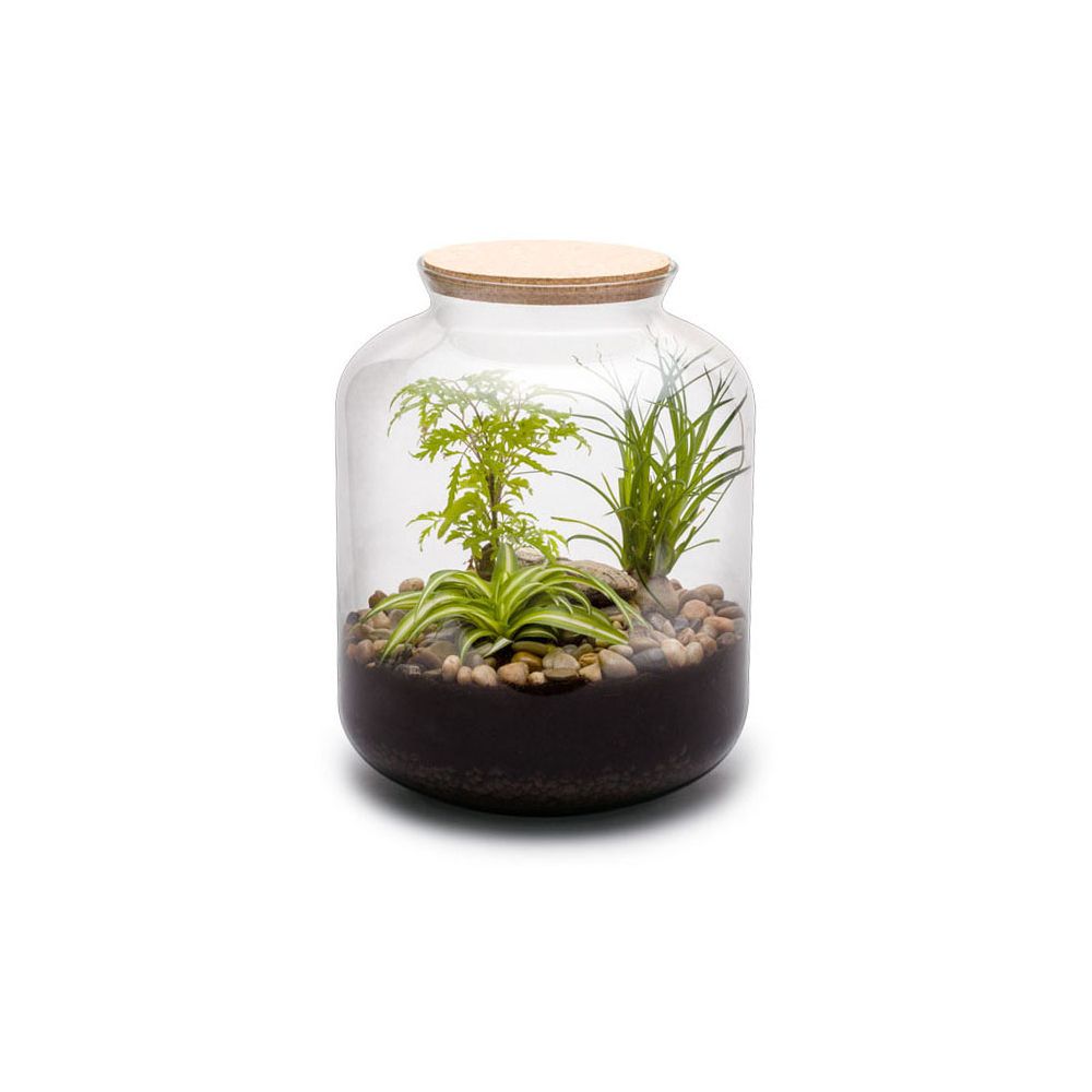 Kit terrarium plantes bonbonne mix s (24 x 31 cm)