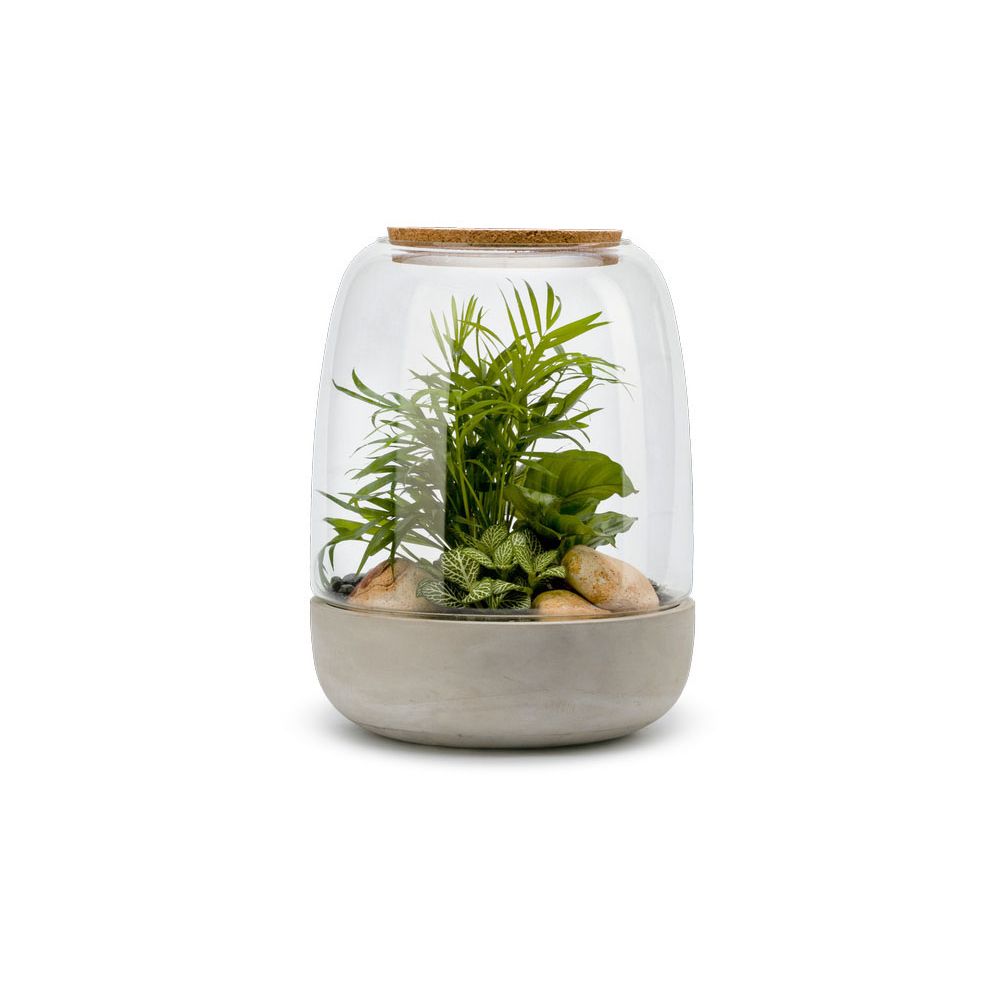 Kit terrarium plantes opendo m (24 x 31 cm) Kit terrarium plantes opendo m (24 x 31 cm)
