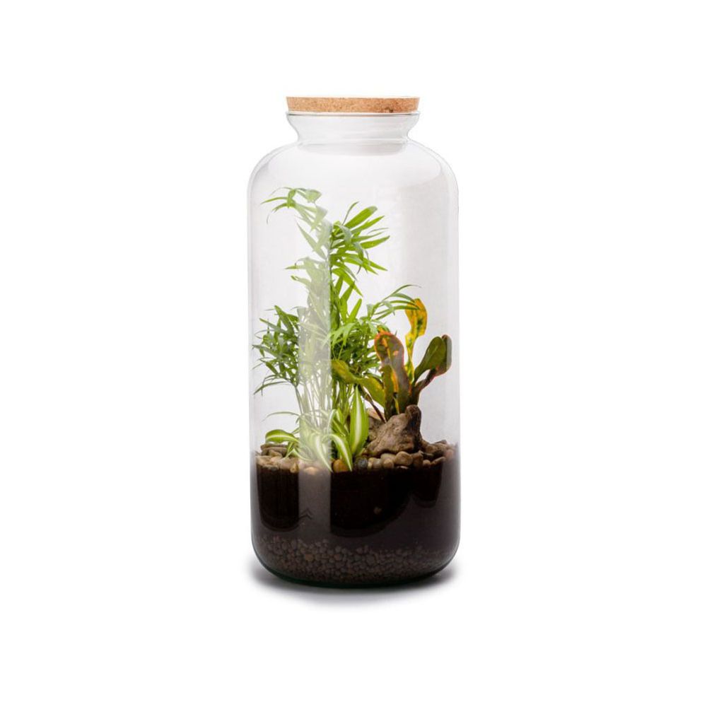 Kit terrarium plantes bonbonne mix l (23 x 51 cm)
