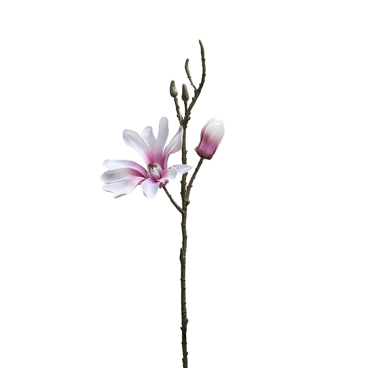 Magnolia 1 Fleur