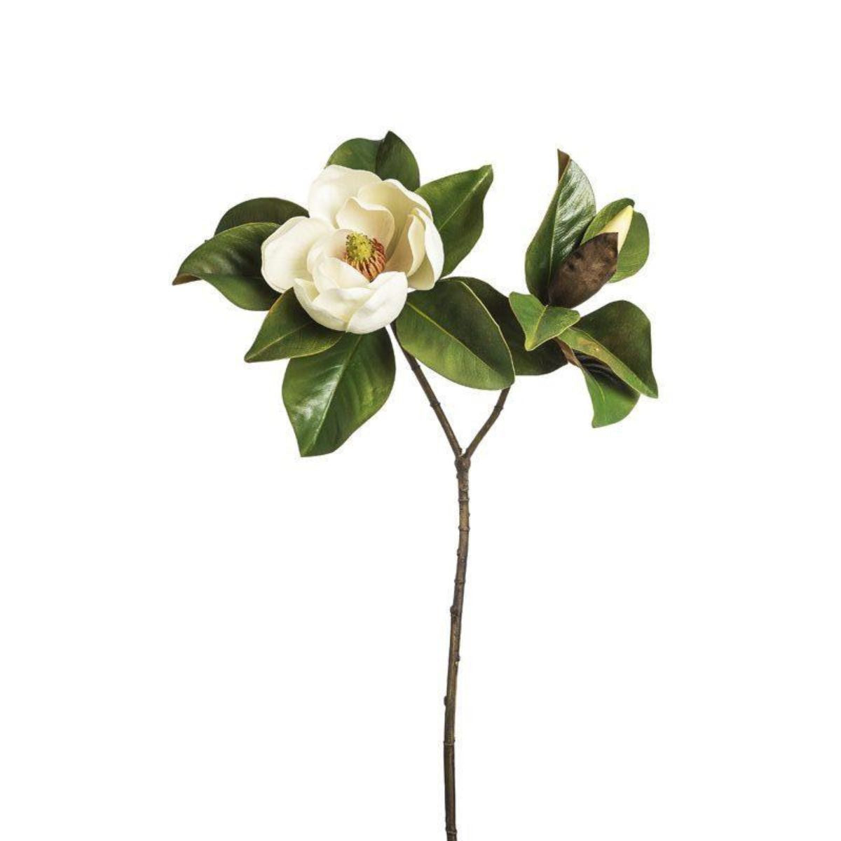 Magnolia avec feuillage H60cm