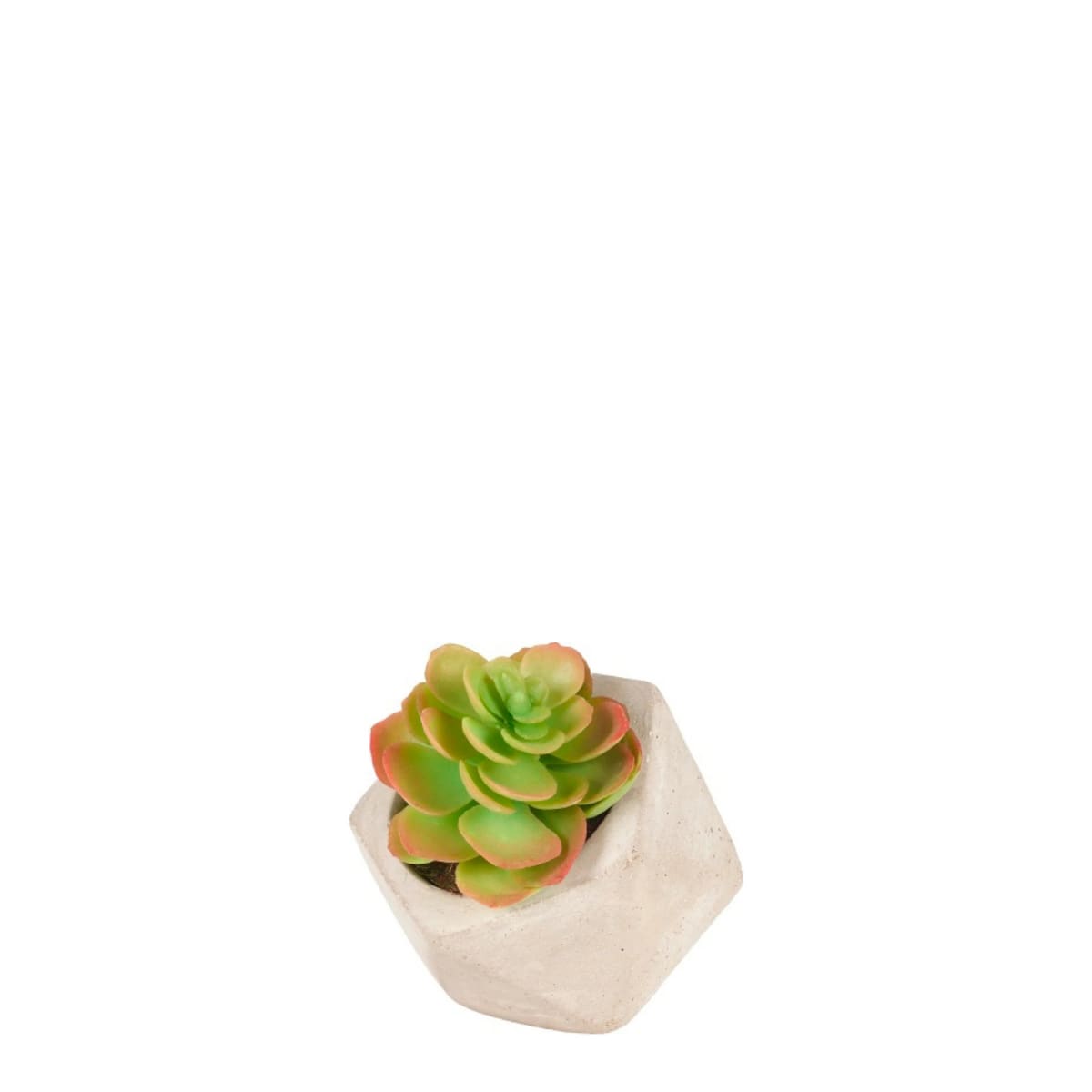Succulente en pot Olga Succulente en pot Olga