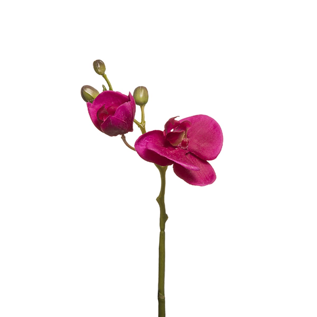 Orchidée Phalaenopsis Forever H32cm