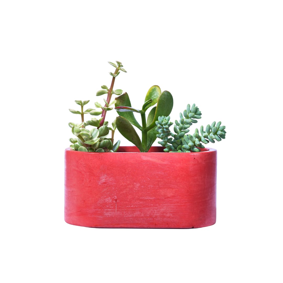 Mini jardinière en béton rouge