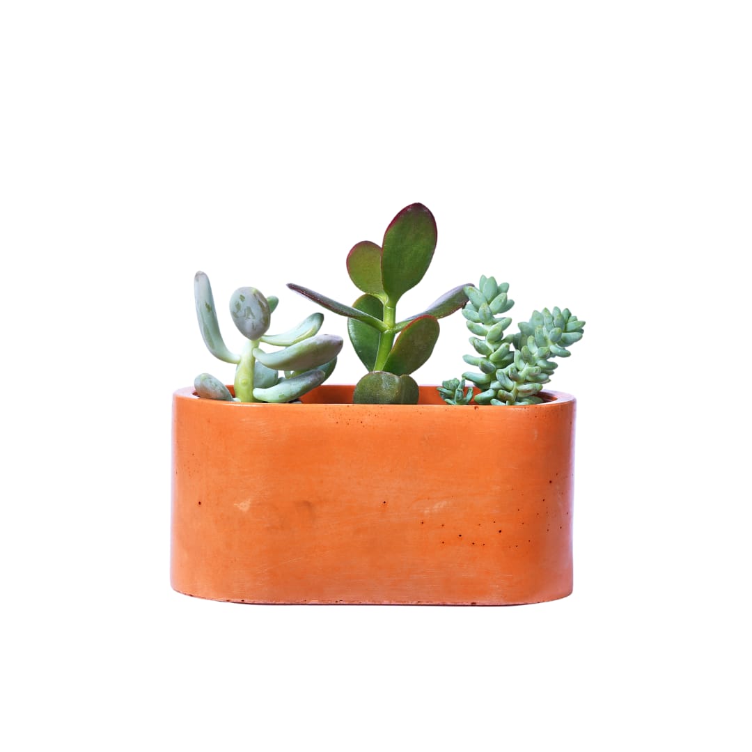 Mini jardinière en béton orange