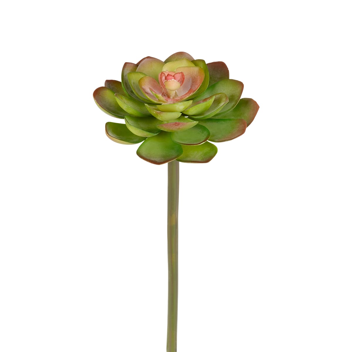 Piquet de succulente Echeveria