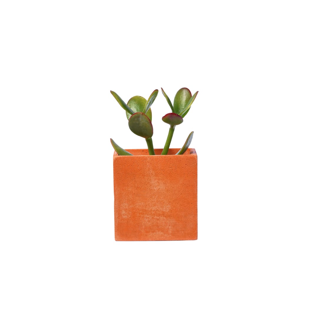 Pot en béton orange avec vraie plante