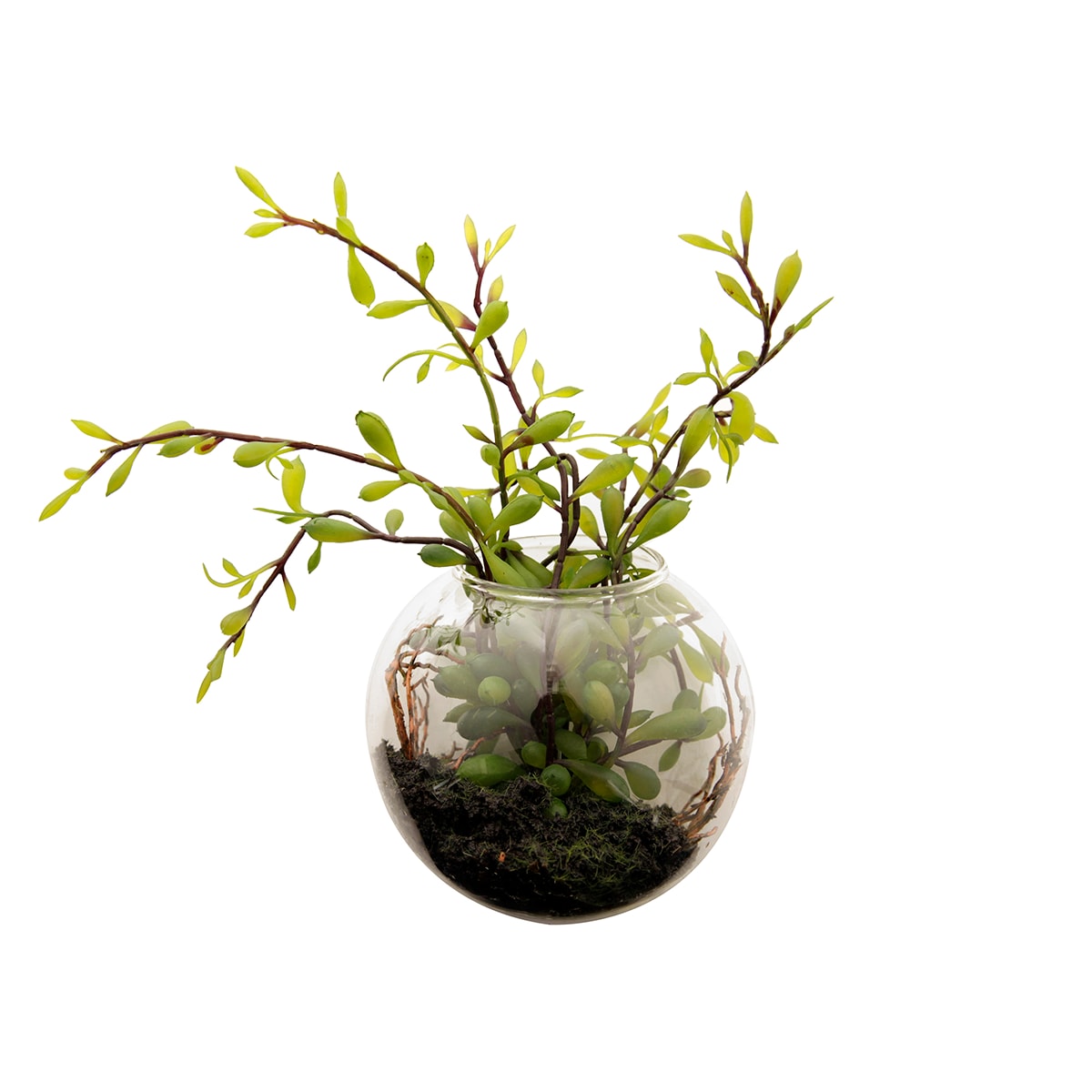 Terrarium avec sedum vert H10