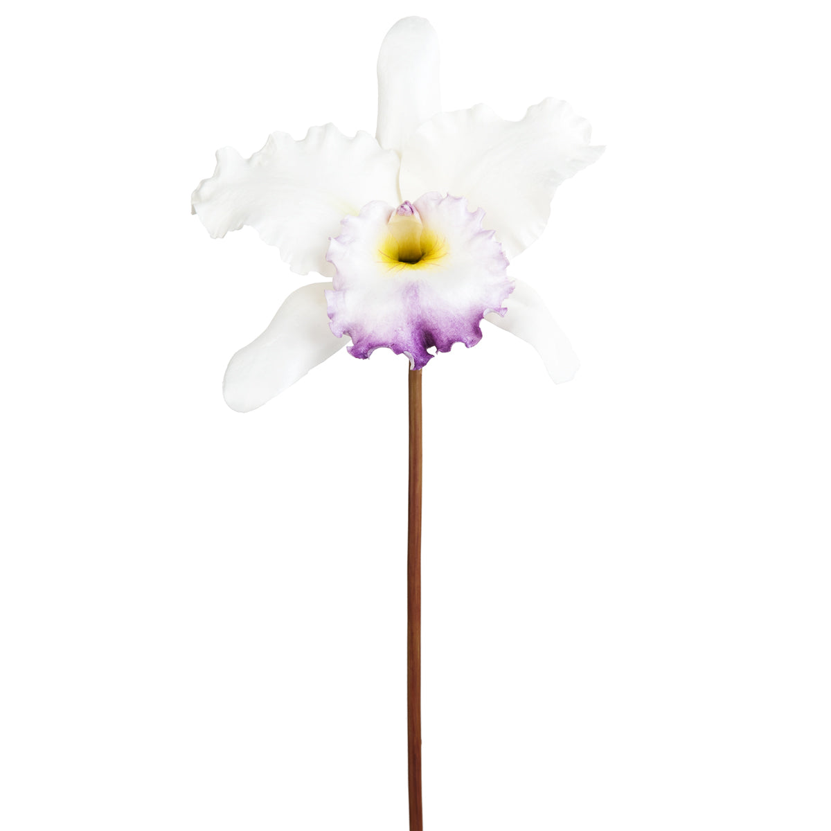 Orchidée Catteya