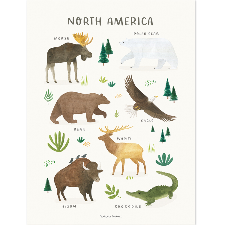 Affiche Animaux d'Amérique du Nord (30 x 40 cm)