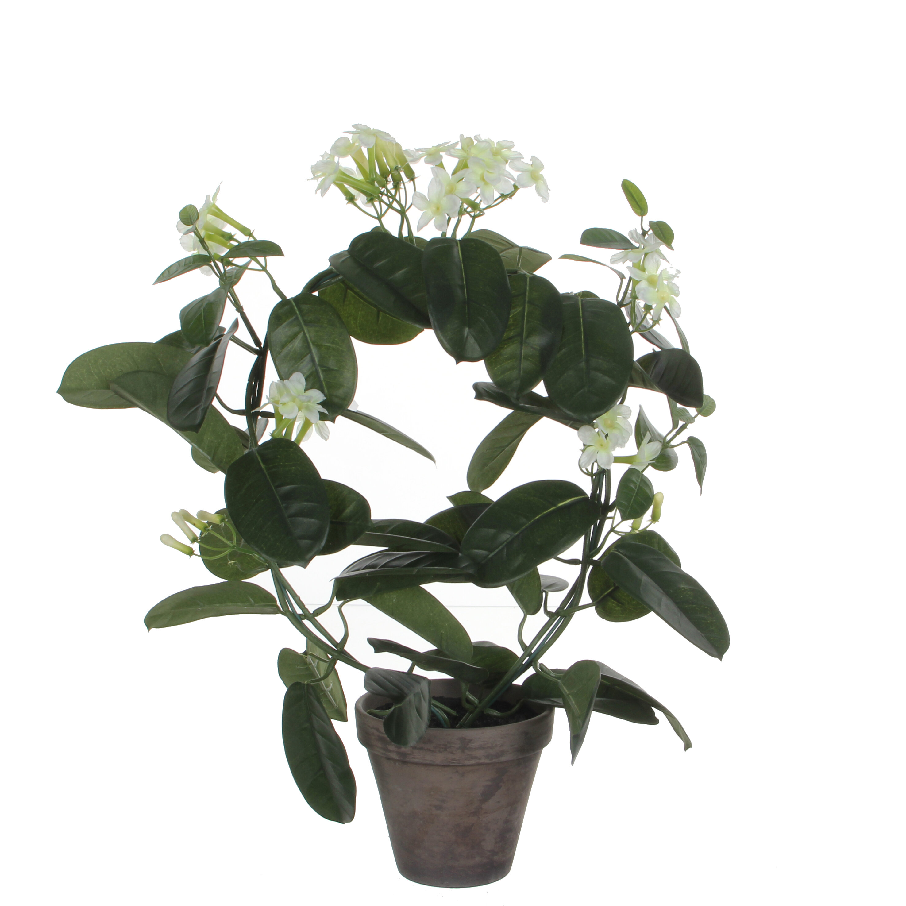 Stephanotis artificielle blanc en pot H50