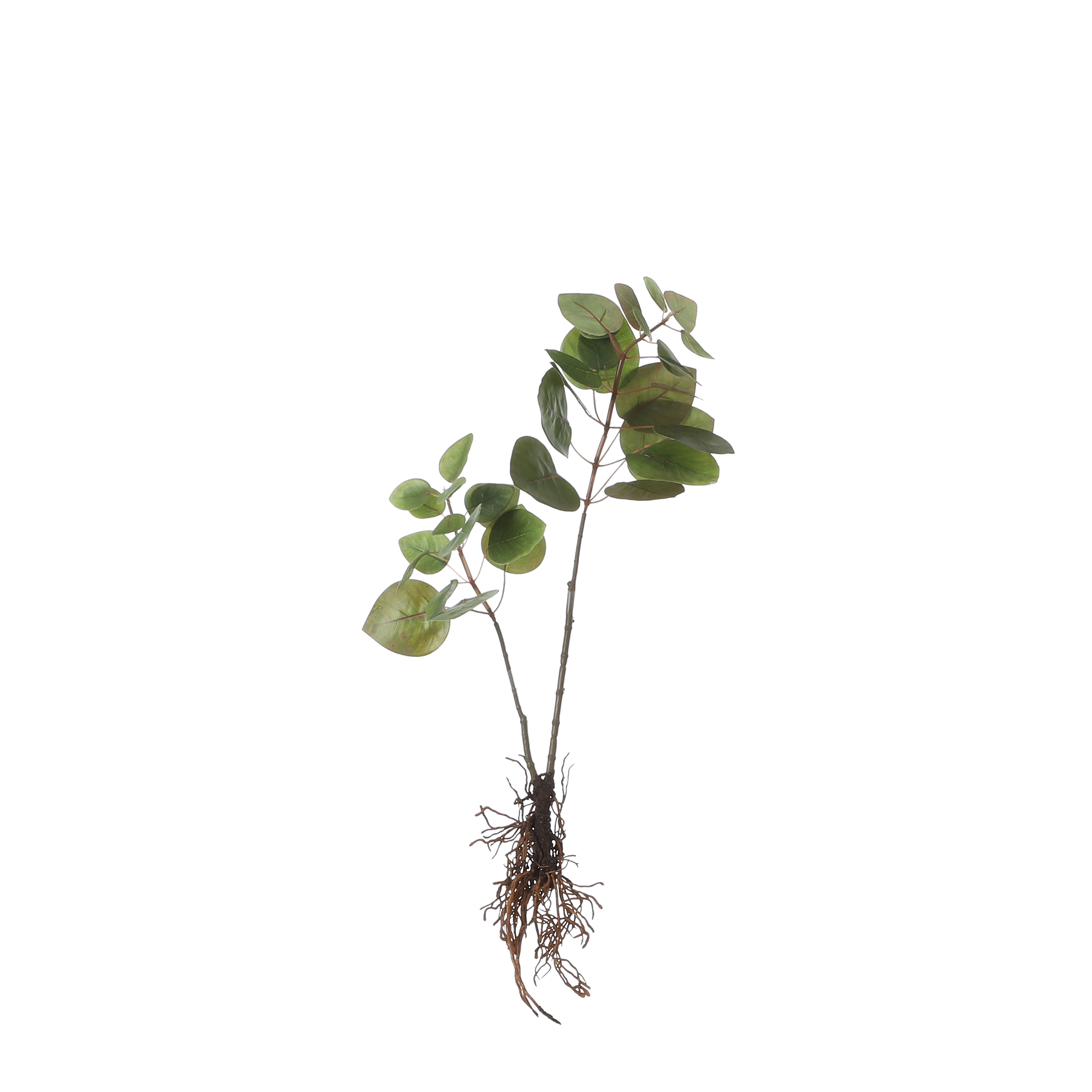 Eucalyptus artificielle et ses racines vert H64