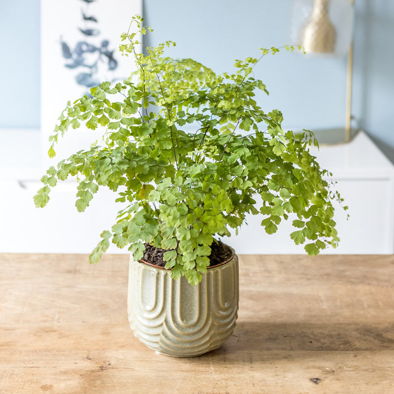 Fougère Adiantum ou Capillaire avec cache-pot D13