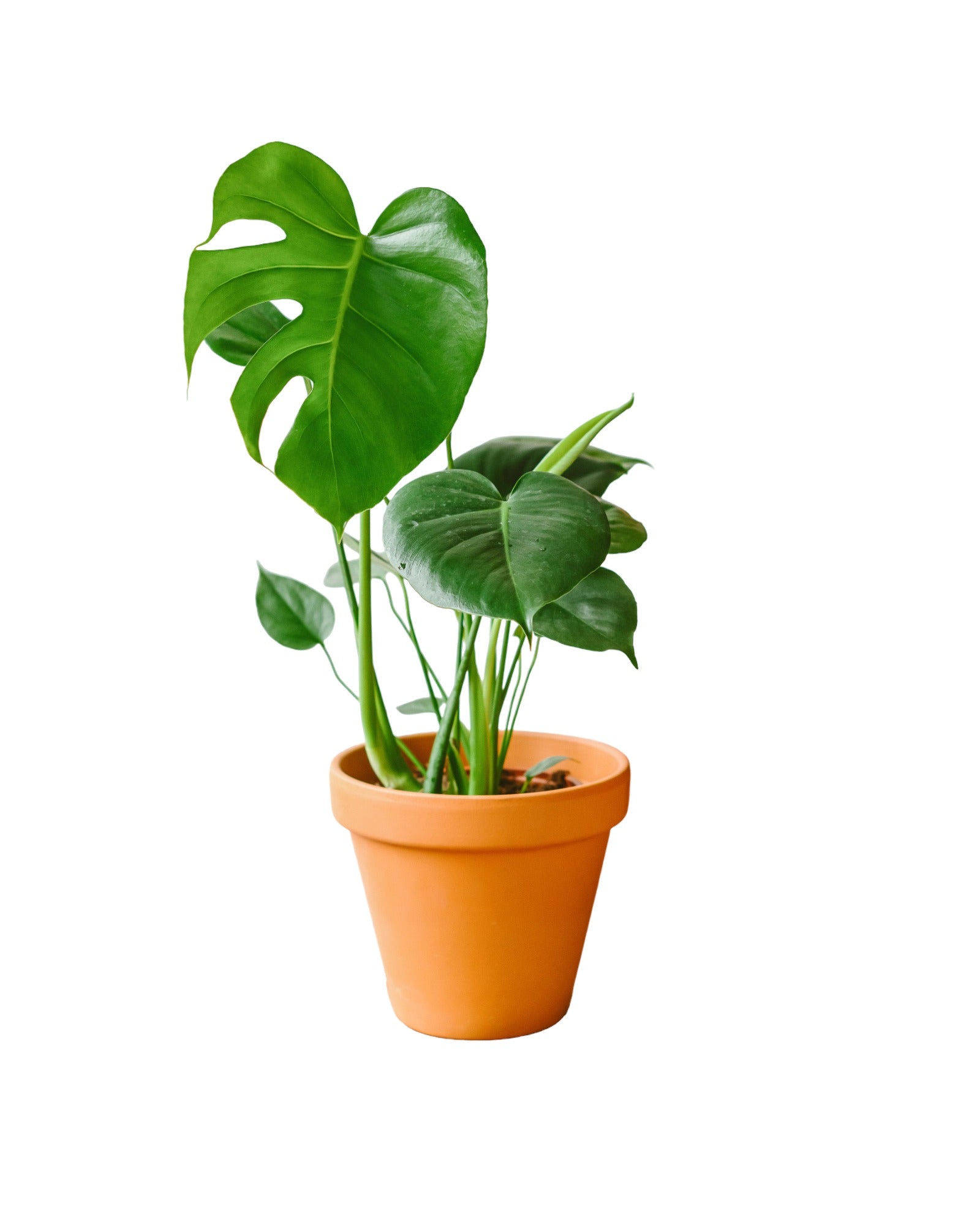 Plante d'intérieur - Monstera Deliciosa 45cm