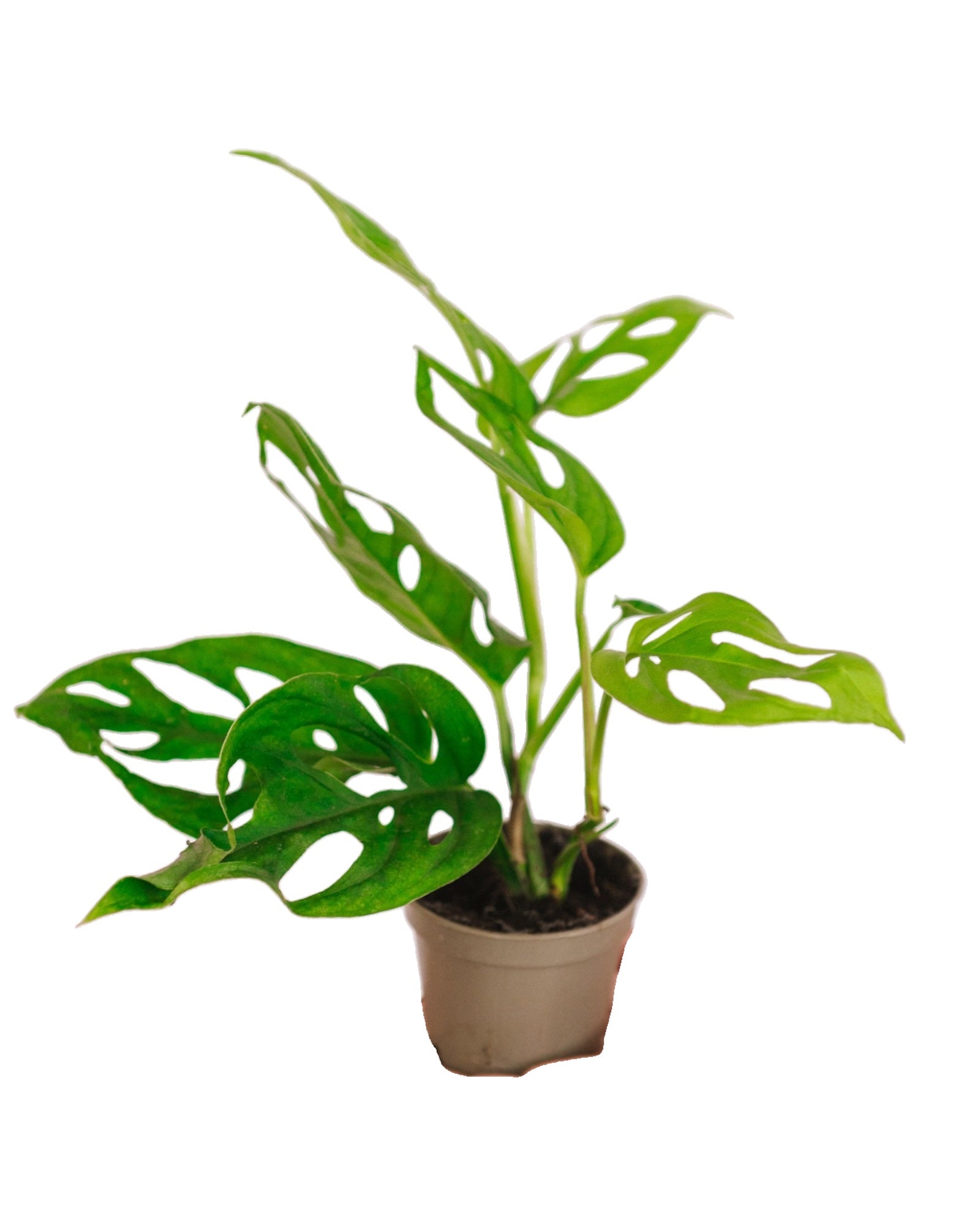 Plante d'intérieur - Mini Monstera Adansonii 15cm