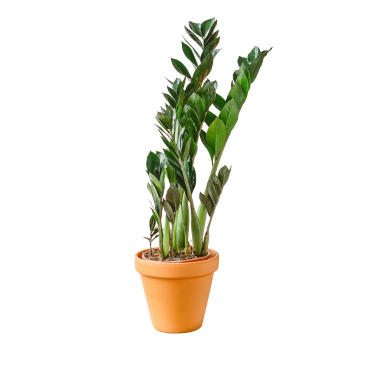 Plante d'intérieur - Zamioculcas Zamiifolia L 65cm