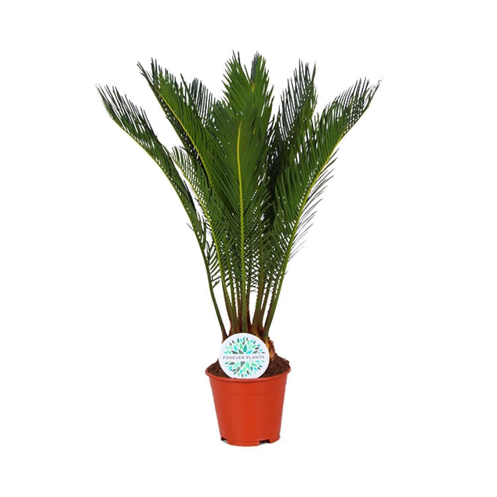 Plante d'intérieur - Cycas Revoluta 50cm