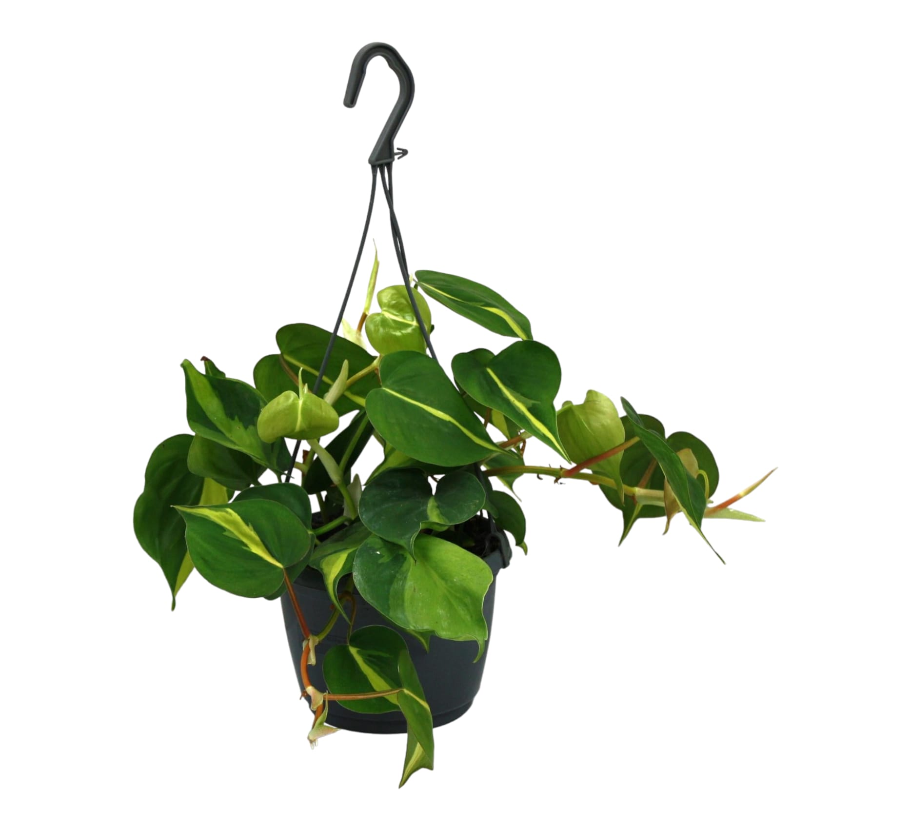 Plante d'intérieur - Philodendron scandens Brazil 35cm