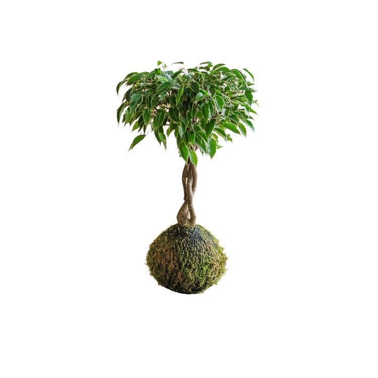 Kokedama - Ficus tressé 37cm