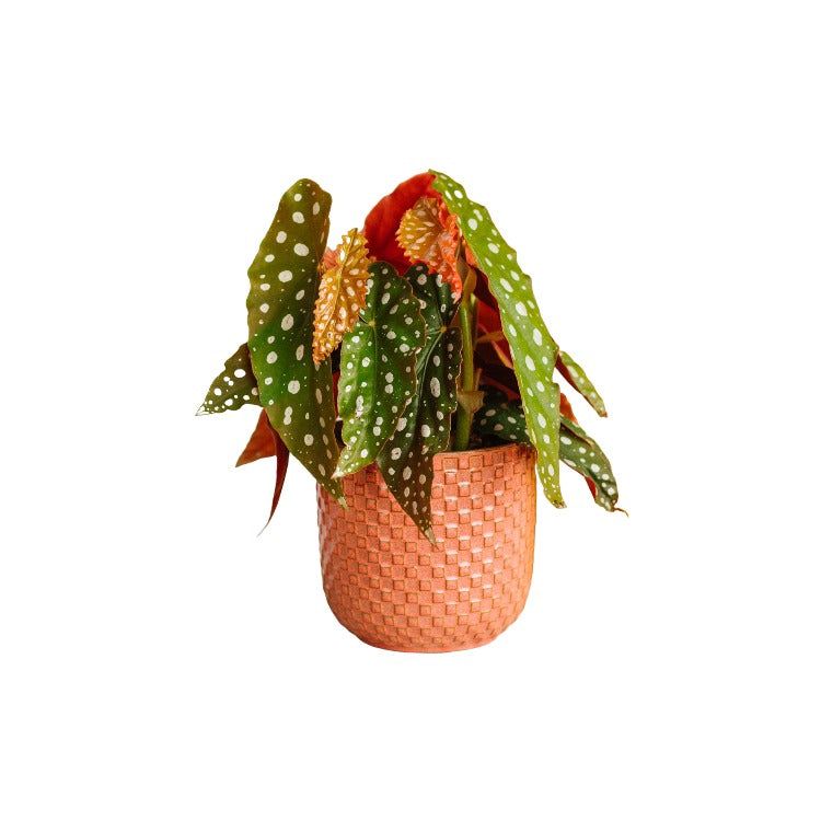 Plante d'intérieur - Begonia Maculata 20cm