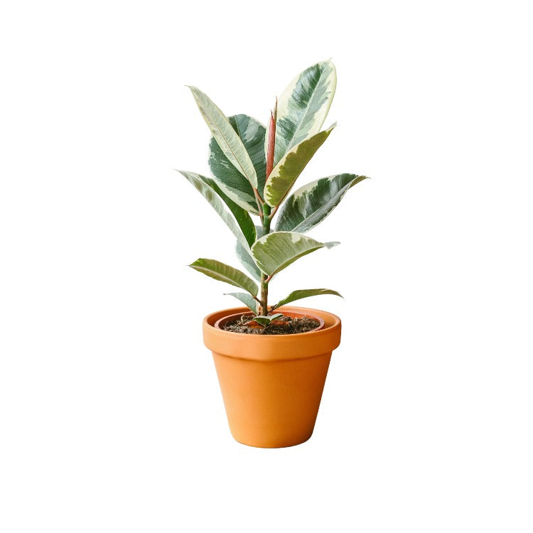 Plante d'intérieur - Ficus Elastica Tineke 50cm