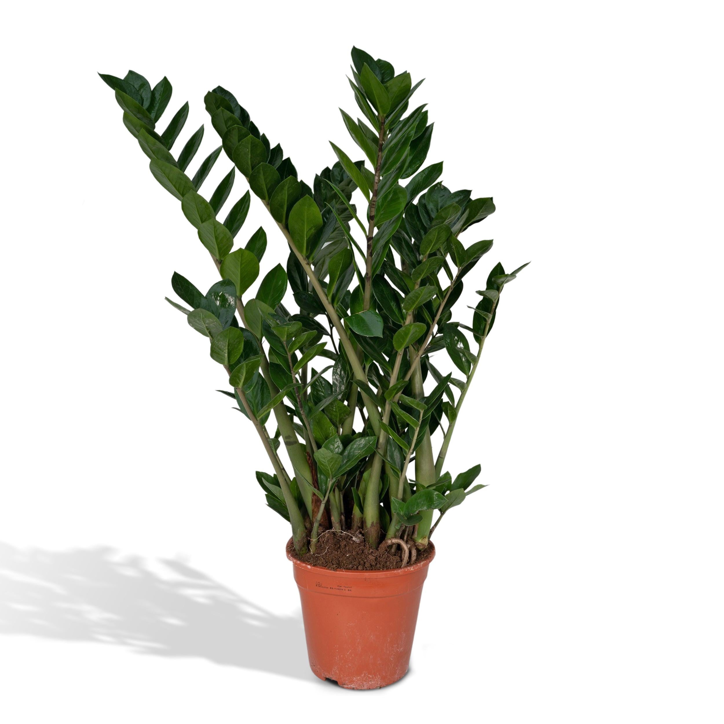 Plante d'intérieur - Zamioculcas Zamifiolias 80cm