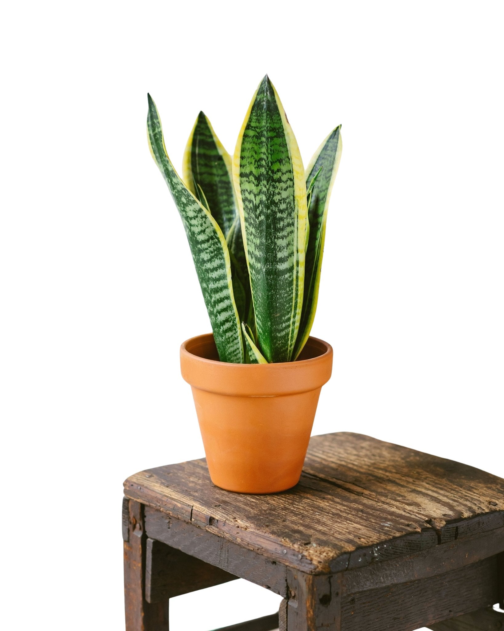 Plante d'intérieur - Sansevieria 30cm