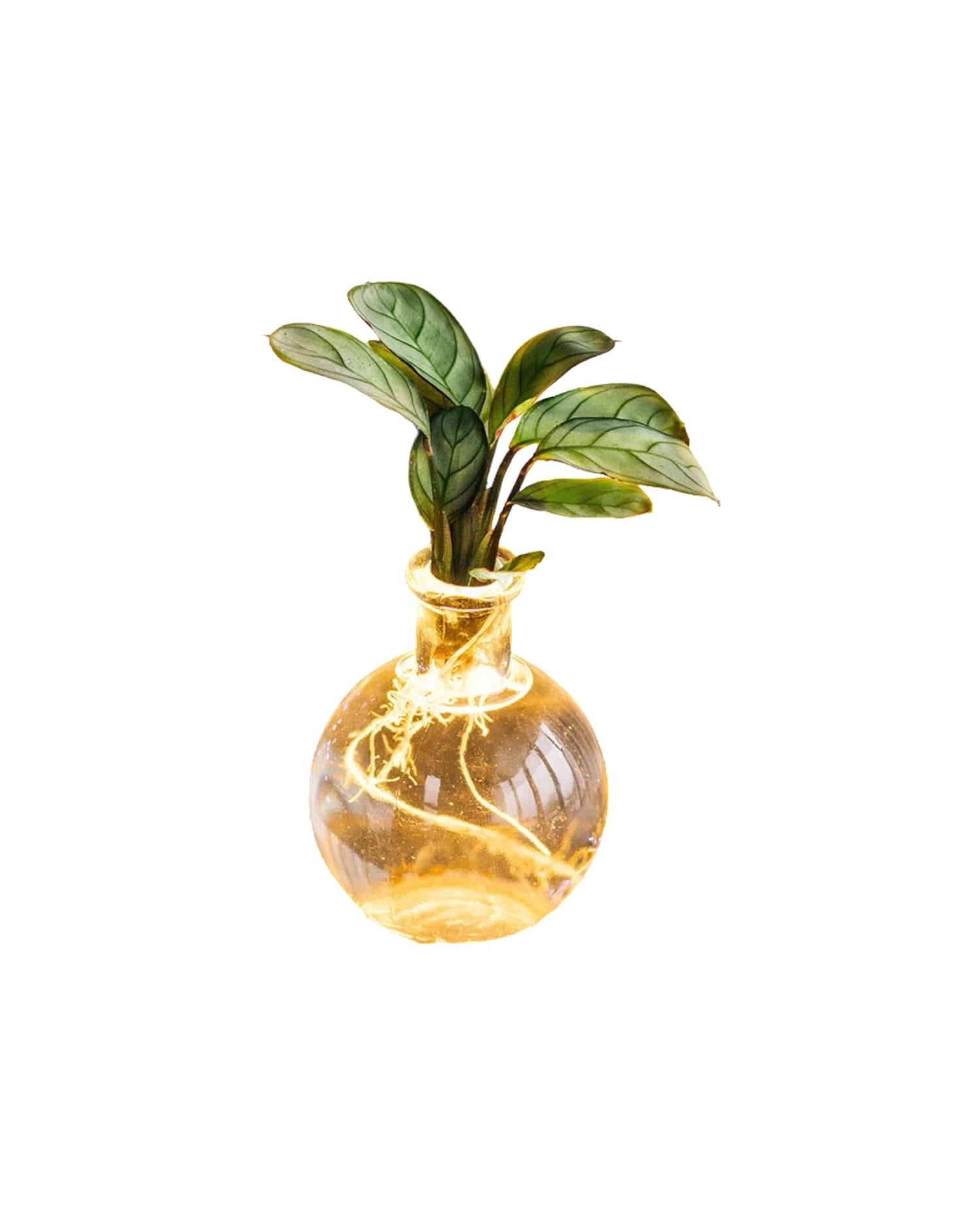 Plante d'intérieur - Samoa Ctenanthe - Hydroculture 10cm