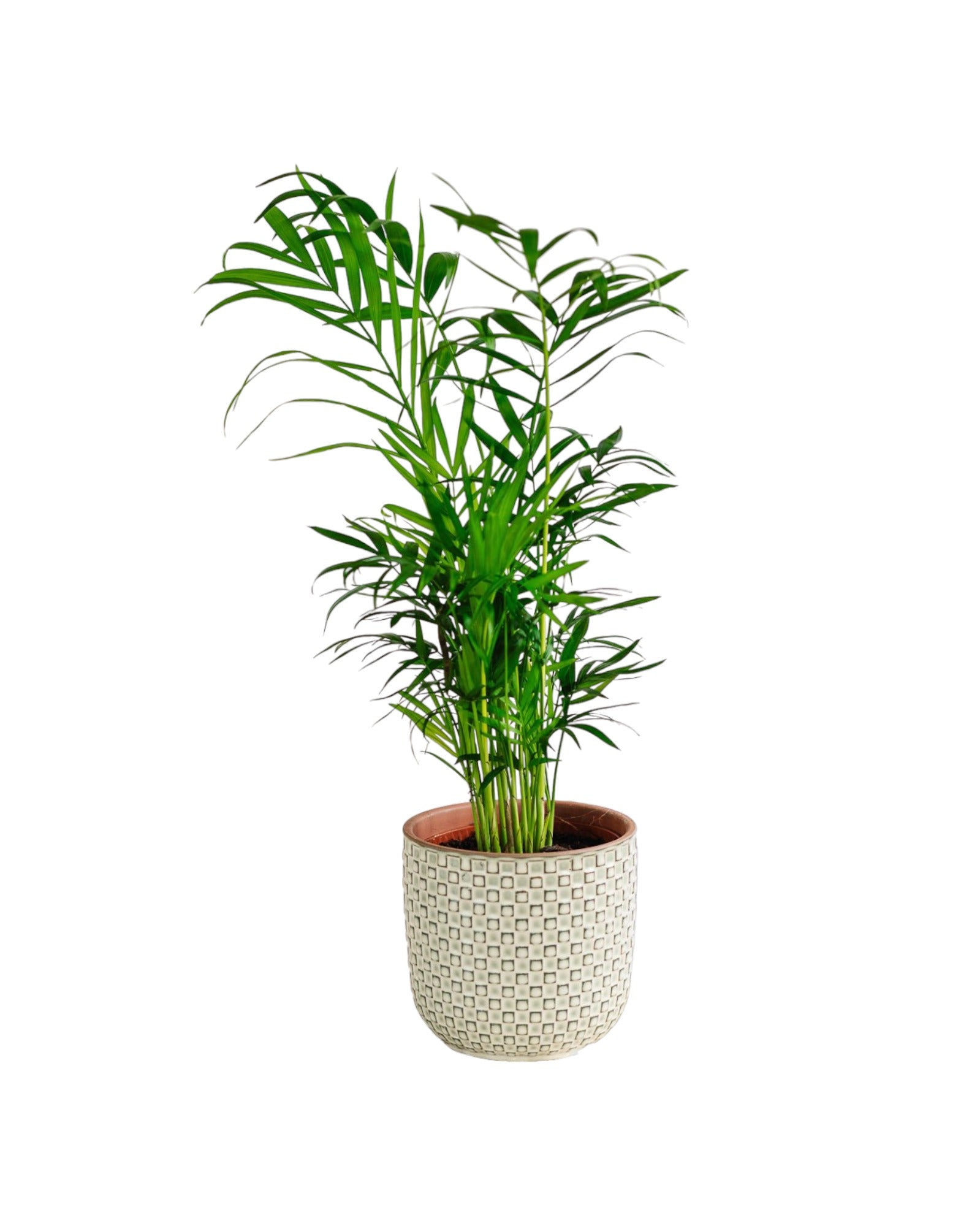 Plante d'intérieur - Chamaedorea Elegans 40cm