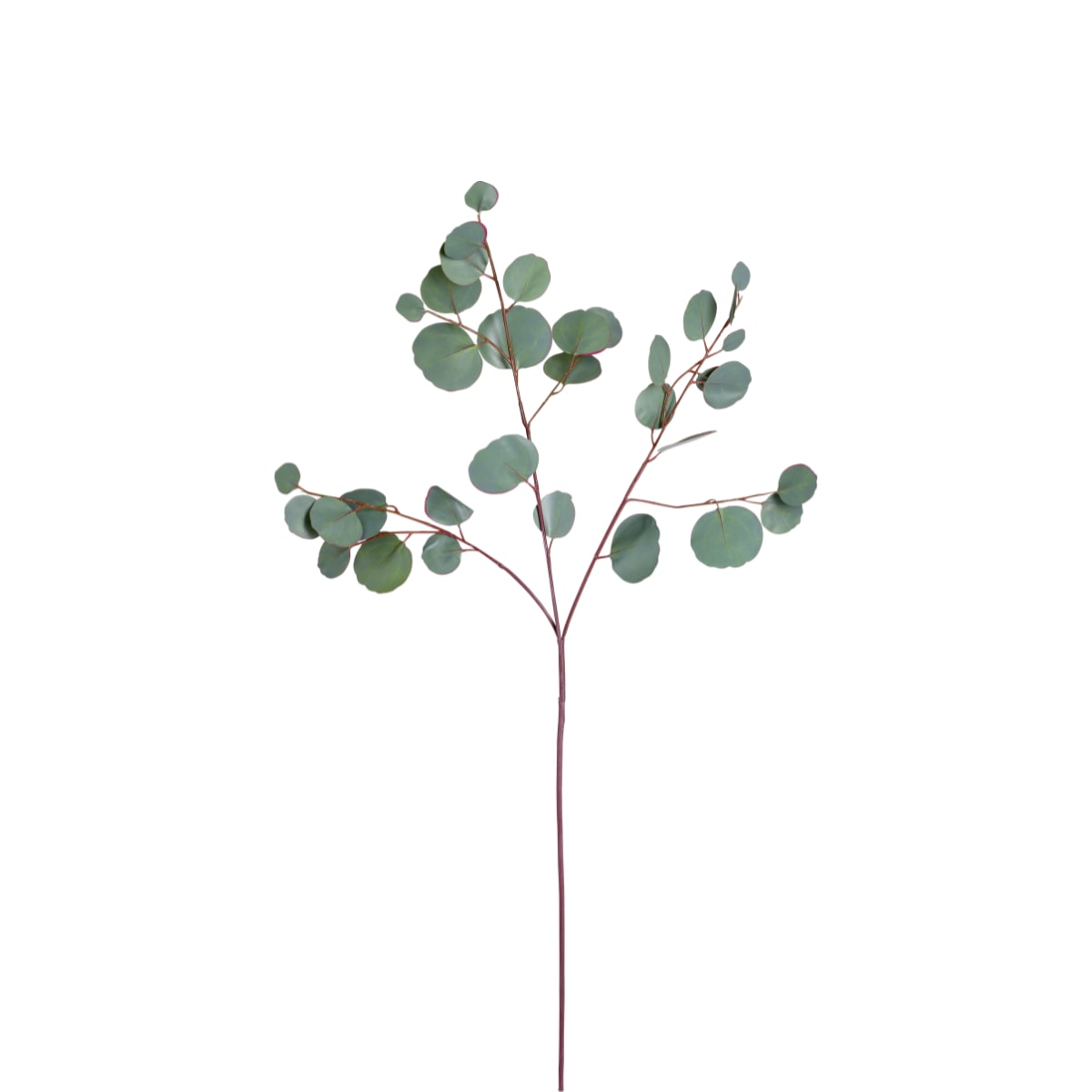 Branche d'eucalyptus silver dollar H78