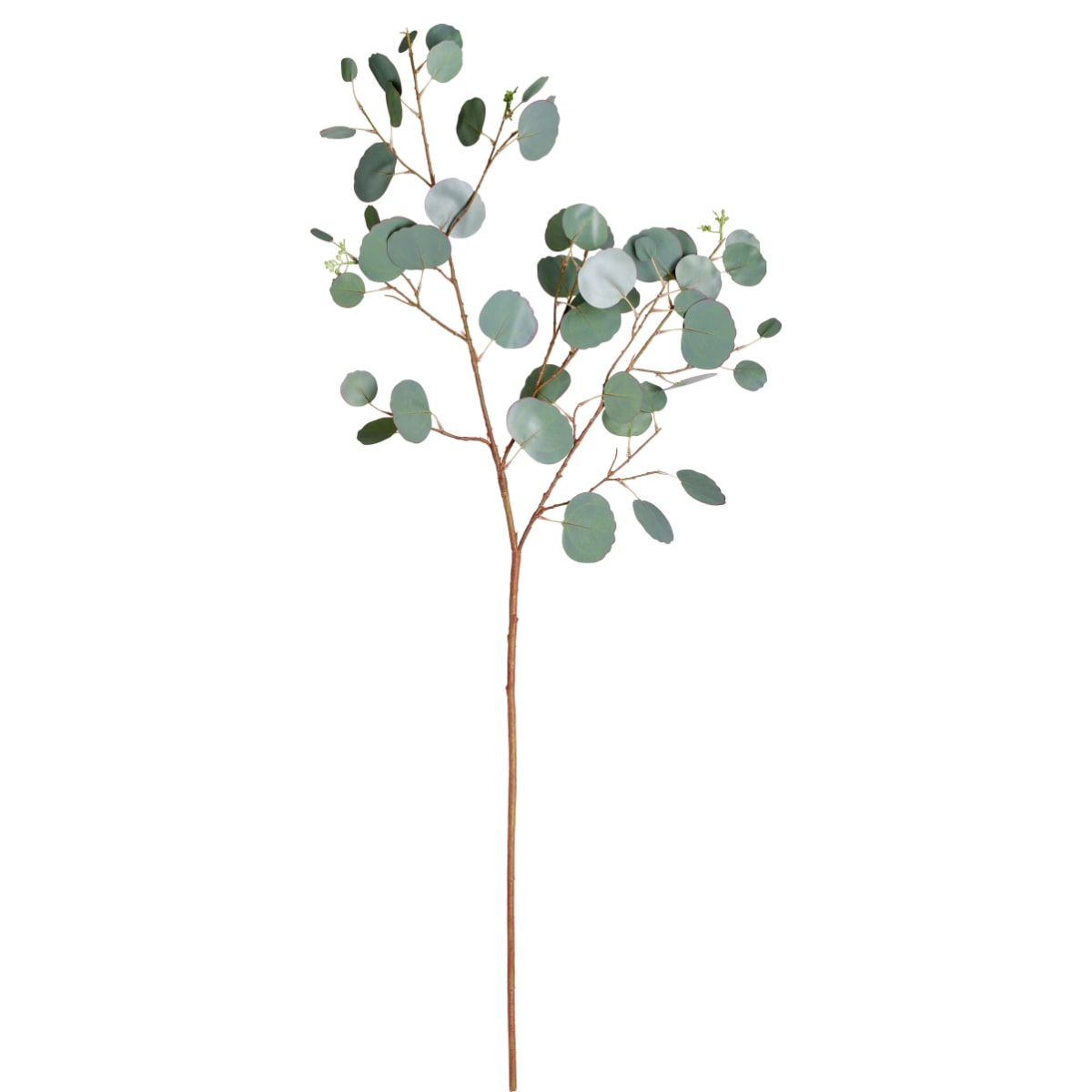 Branche d'eucalyptus silver dollar H110