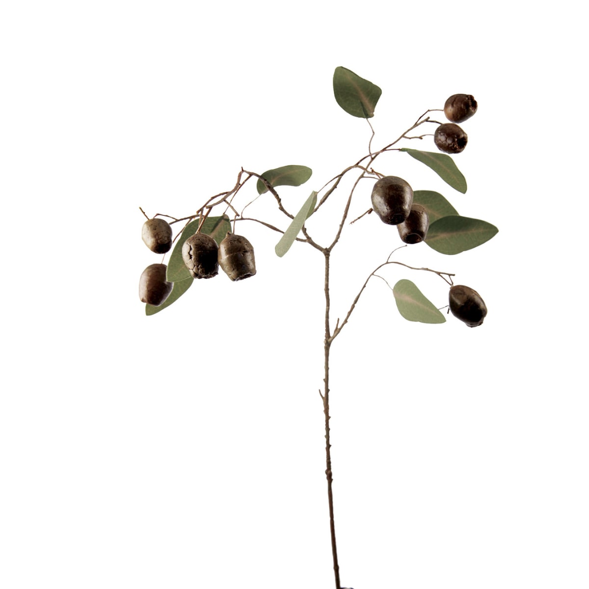 Branche d'eucalyptus avec graines H71