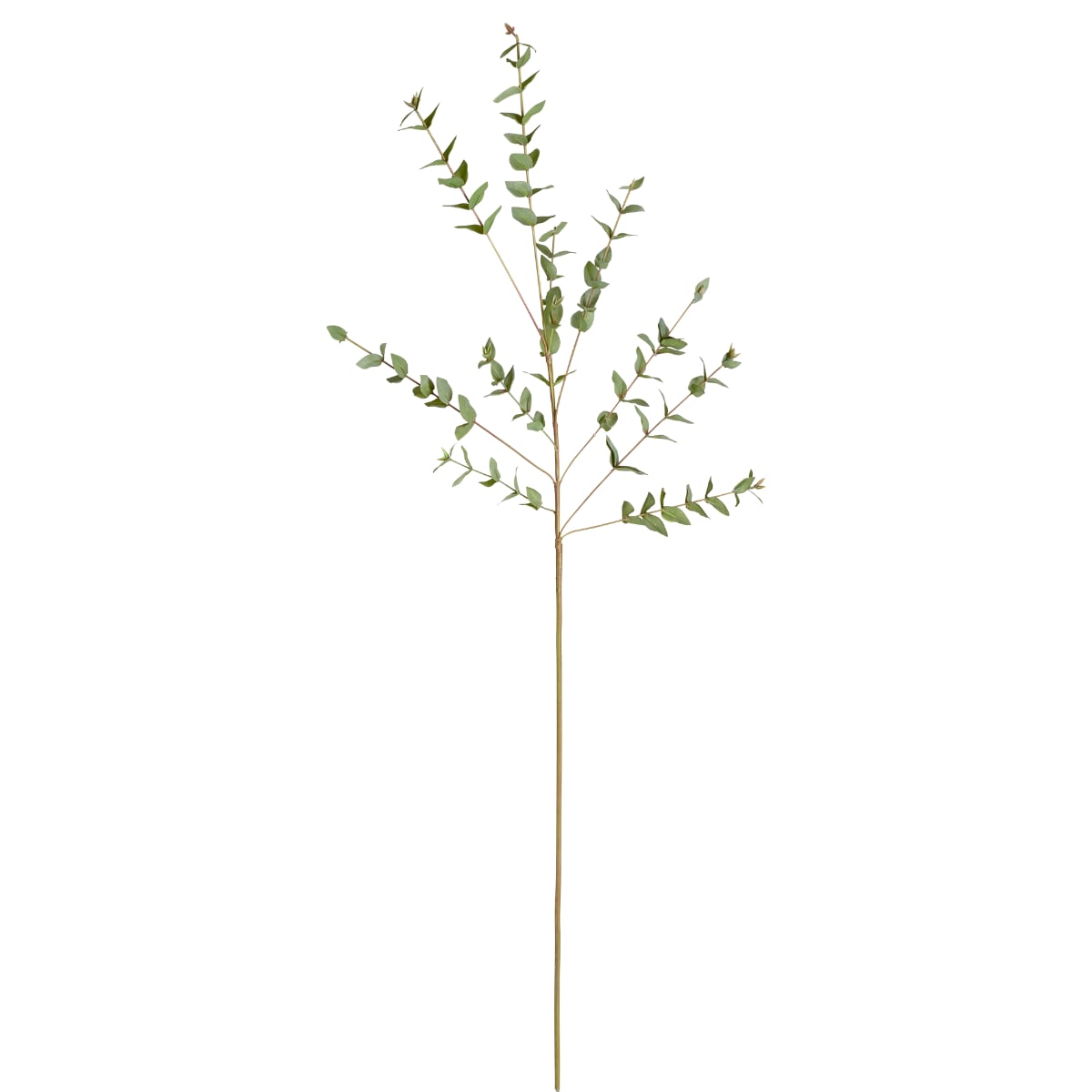 Branche d'eucalyptus parvifolia H90
