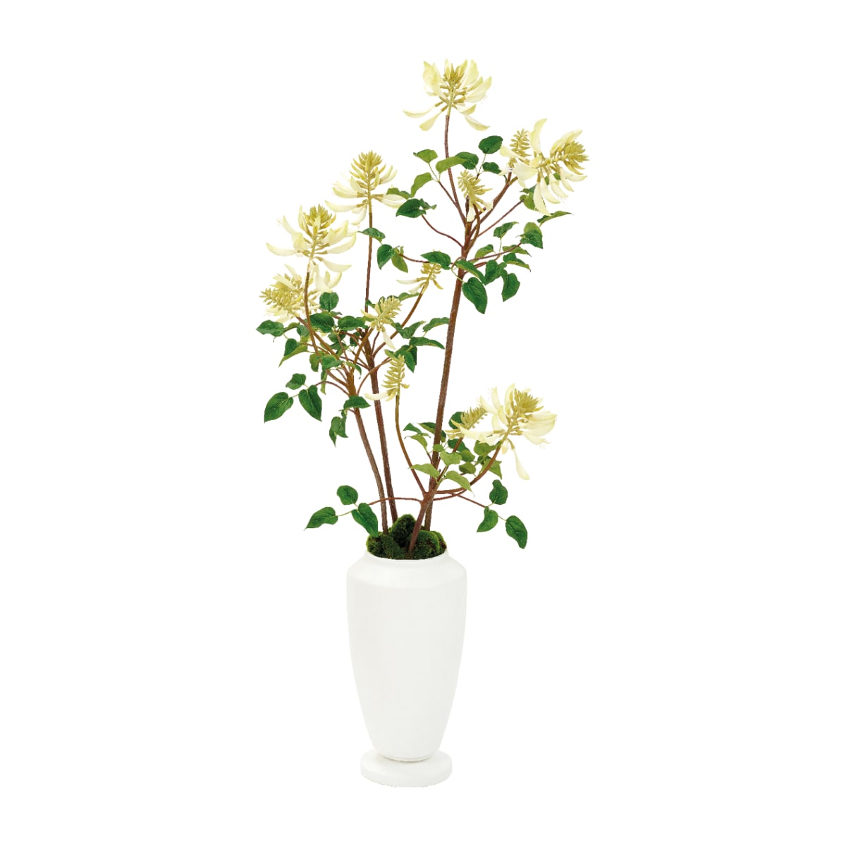 Erythrina caffra en vase avec mousse H100