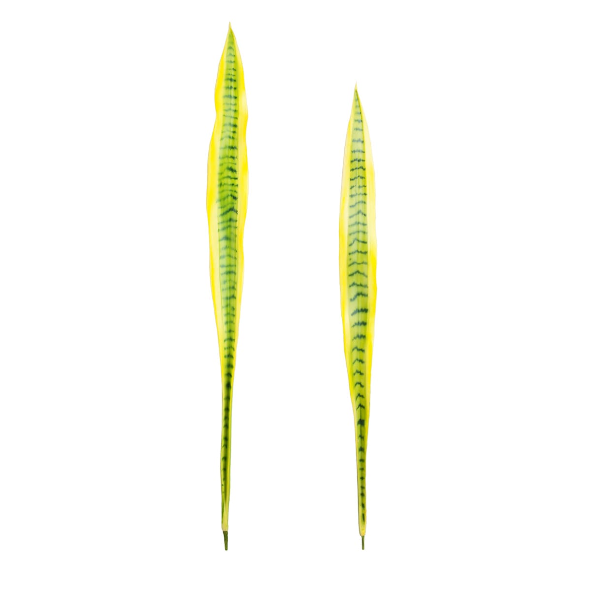 Set de 2 feuilles artificielle de sansevieria jaune H91