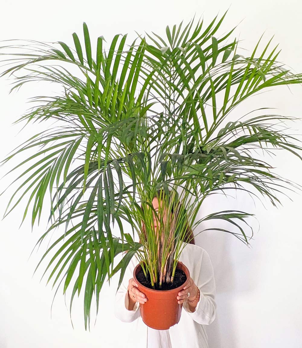 Pablo, Palmier areca 120 cm