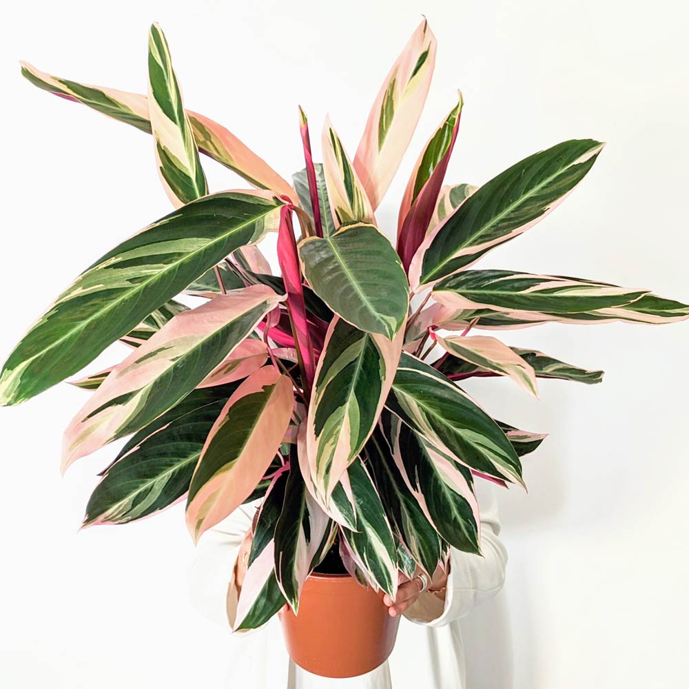 Tristan, calathea triostar 85cm