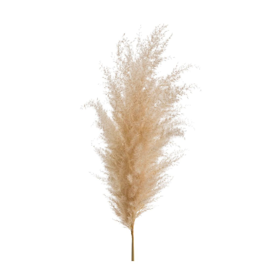 La plume de pampa L0.01cm