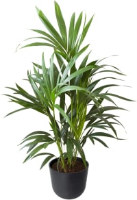 Plante d'intérieur - Palmier Kentia de 90cm en pot noir