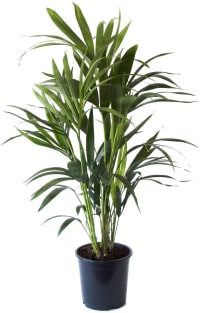 Planta de interior - Palmera Kentia Howea 90cm