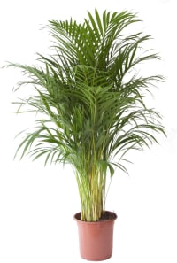 Planta de interior - Palmera Areca 120cm