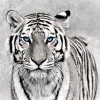 REG'ART - Tableau sur verre synthétique tigre aux yeux bleus 90x90 cm