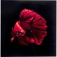 ELECTRIC FISH - Pintura de peces de colores en vidrio 100x100